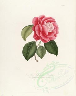 red_flowers-01123 - camellia pulcherina striata or camellia papilonacea josephina or camellia ottonii [2917x3665]