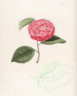red_flowers-01125 - camellia regularis [2917x3665]