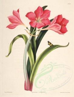 red_flowers-01135 - amaryllis purpurea [3161x4119]