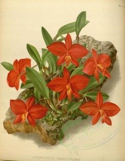 red_flowers-01152 - sophronitis grandiflora [3472x4488]