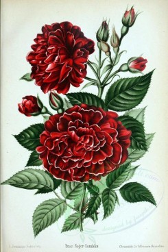 red_flowers-01157 - 007-Rose - Roger-Lamblin [2639x3965]