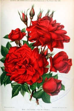 red_flowers-01165 - 003-Rose - Pre Catelan [2033x3053]