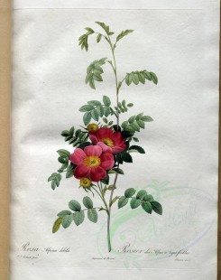 red_flowers-01167 - rosa alpina debilis [3400x4300]