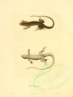 reptiles_and_amphibias-00097 - ameiva sex-lineata [2463x3300]
