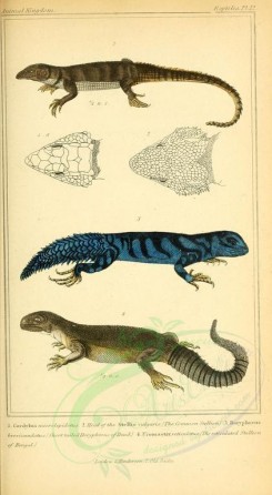 reptiles_and_amphibias-00700 - cordylus microlepidotus, Short tailed Doryphorus of Daud, Reticulated Stellion of Bengal [1760x3200]