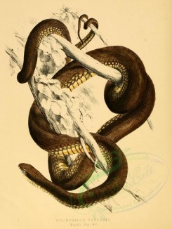 reptiles_and_amphibias-00766 - bucephalus capensis [2507x3333]