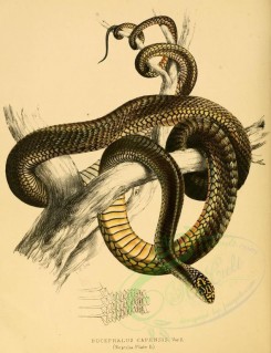 reptiles_and_amphibias-00767 - bucephalus capensis, 2 [2619x3404]