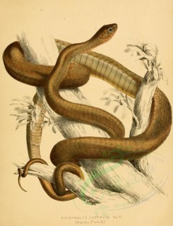 reptiles_and_amphibias-00768 - bucephalus capensis, 3 [2614x3409]