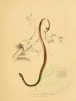 reptiles_and_amphibias-00769 - bucephalus capensis, 4 [2507x3333]