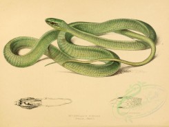 reptiles_and_amphibias-00770 - bucephalus viridis [3326x2507]