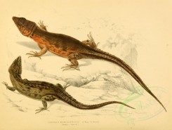 reptiles_and_amphibias-00779 - cordylus microlepidotus [3326x2507]