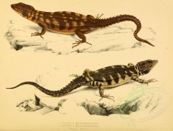reptiles_and_amphibias-00781 - cordylus microlepidotus, 3 [3342x2537]