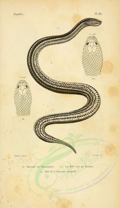 reptiles_and_amphibias-00872 - Snake, 19 [2052x3548]