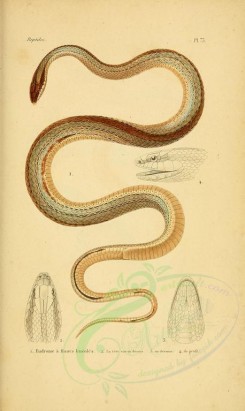 reptiles_and_amphibias-00883 - Snake, 30 [2098x3513]