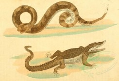reptiles_and_amphibias-00919 - Snake, Crocodile [2626x1794]