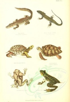 reptiles_and_amphibias-00967 - Alligator, Blue tailed Lizard, American Box Tortoise, Green Turtle, Northern Tree Toad, Shad Frog [1995x2893]