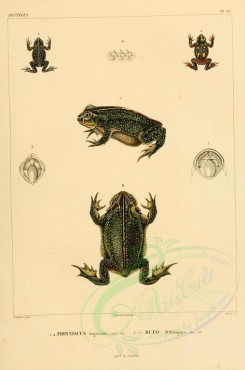 reptiles_and_amphibias-01045 - phryniscus nigricans, bufo orbignyi [2202x3323]
