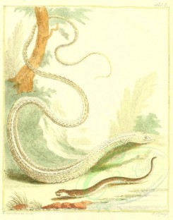 reptiles_and_amphibias-01085 - Snake, 2 [1900x2414]