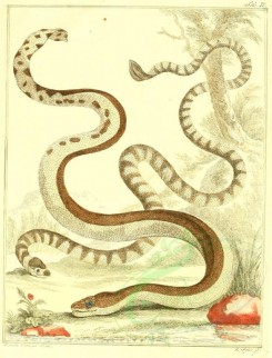 reptiles_and_amphibias-01086 - Snake, 3 [1819x2388]