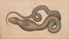 reptiles_and_amphibias-01192 - Spectacle Snake, Cobra de Capello [3527x1968]