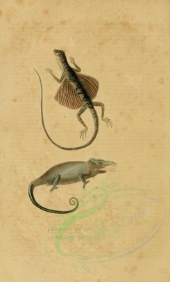 reptiles_and_amphibias-01222 - Dragon of Java, Chameleon Bifide [1801x2971]