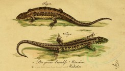 reptiles_and_amphibias-01275 - lacerta agilis, lacerta vulgaris, Little brown Lizard, Common Lizard [3534x2008]