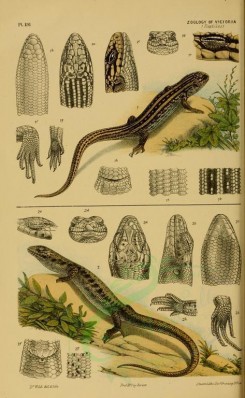 reptiles_and_amphibias-01347 - hinulia whitei, hinulia quoyi, White's Hinulia Lizard, Quoy's Hinulia Lizard [1815x2943]