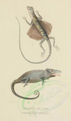 reptiles_and_amphibias-01416 - Dragon of Java, Chameleon Bifide [2106x3555]
