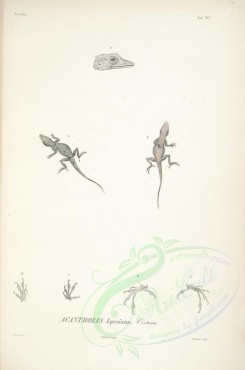 reptiles_and_amphibias-01608 - acantholis loysiana [2122x3202]