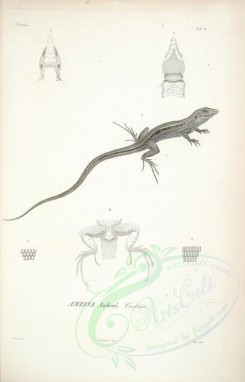 reptiles_and_amphibias-01609 - ameiva auberi [2280x3558]