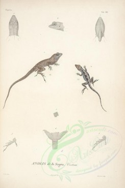 reptiles_and_amphibias-01612 - anolis de la Sagra [2122x3202]
