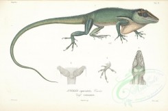 reptiles_and_amphibias-01613 - anolis equestris [3202x2122]