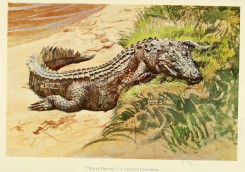 reptiles_and_amphibias-01640 - Crocodile [3040x2136]