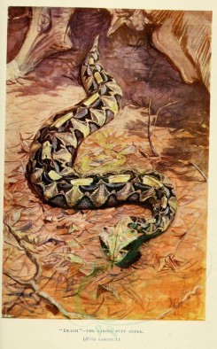 reptiles_and_amphibias-01641 - Gaboon Puff Adder, bitis gabonica [1986x3193]