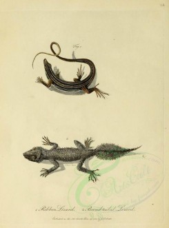 reptiles_and_amphibias-01668 - Ribbon Lizard, Broad-tailed Lizard [2442x3295]