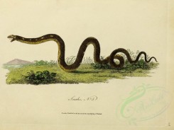 reptiles_and_amphibias-01672 - Snake, 3 [3197x2395]