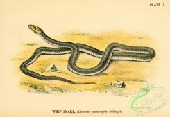 reptiles_and_amphibias-01901 - Whip Snake, diemenia psammophis