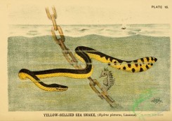 reptiles_and_amphibias-01902 - Yellow-bellied Sea Snake, hydrus platurus