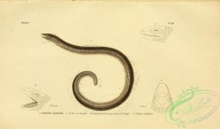 reptiles_and_amphibias-02225 - acontias peintade