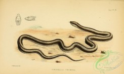 reptiles_and_amphibias-02451 - coronella tritaenia