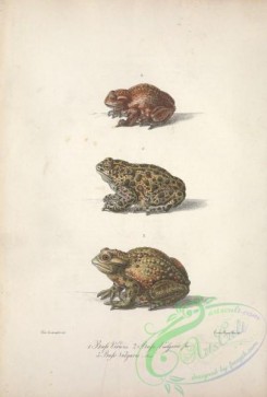 reptiles_and_amphibias-02456 - bufo viridis, bufo vulgaris