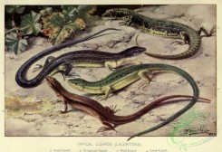 reptiles_and_amphibias-02577 - Sand Lizard, Viviparous Lizard, Wall Lizard, Green Lizard