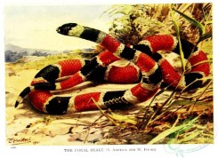 reptiles_and_amphibias-02579 - Coral Snake, elaps corallinus