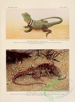 reptiles_and_amphibias-02626 - Collared Lizard, crotaphytus collaris, Leopard Lizard, crotaphytus wislizenii