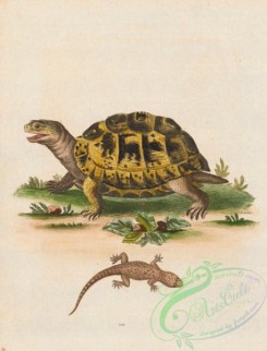 reptiles_and_amphibias-02733 - African Land-Tortoise