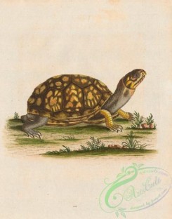 reptiles_and_amphibias-02735 - Land-Tortoise from Carolina