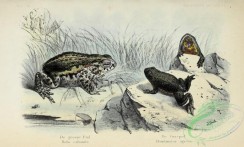 reptiles_and_amphibias-02790 - 009-bufo calamita, bombinator igneus