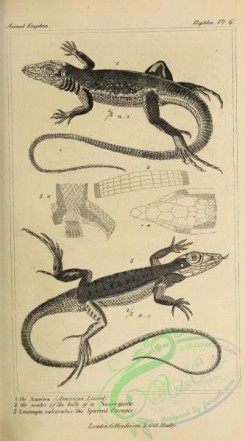 reptiles_and_amphibias-02892 - 006-American Lizard, Spurred Cecropix, centropix calcaratus