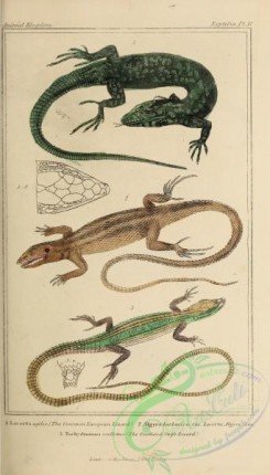 reptiles_and_amphibias-02897 - 012-Common European Lizard, lacerta agilis, algyra barbarica, Ocellated Swift Lizard, tachydromus ocellatus
