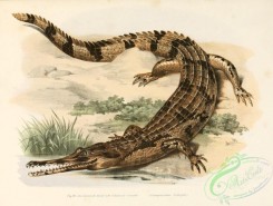 reptiles_and_amphibias-03021 - rhamphostoma schlegelii